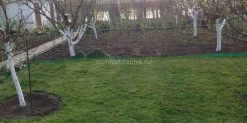 Jaká by měla být vzdálenost mezi ovocnými stromy v zemi